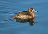 Greater Scaup